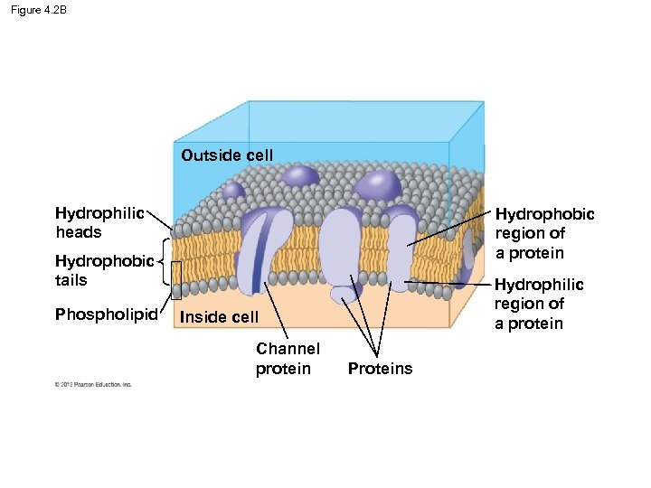 Figure 4. 2 B Outside cell Hydrophilic heads Hydrophobic region of a protein Hydrophobic