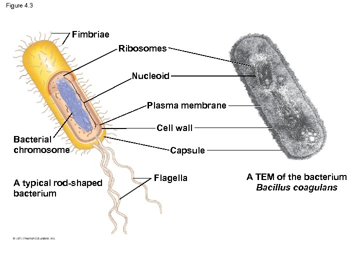 Figure 4. 3 Fimbriae Ribosomes Nucleoid Plasma membrane Cell wall Bacterial chromosome A typical