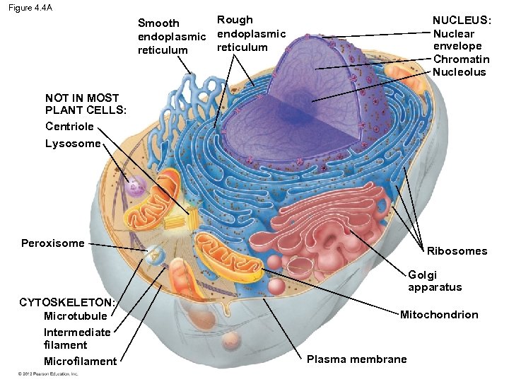 Figure 4. 4 A Rough Smooth endoplasmic reticulum NUCLEUS: Nuclear envelope Chromatin Nucleolus NOT