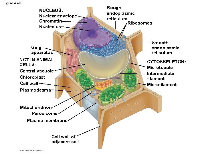 Figure 4. 4 B NUCLEUS: Nuclear envelope Chromatin Nucleolus Golgi apparatus NOT IN ANIMAL