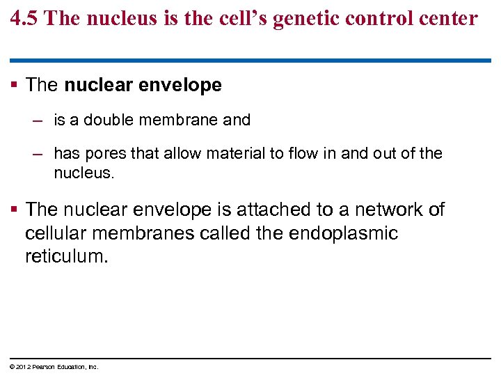 4. 5 The nucleus is the cell’s genetic control center § The nuclear envelope