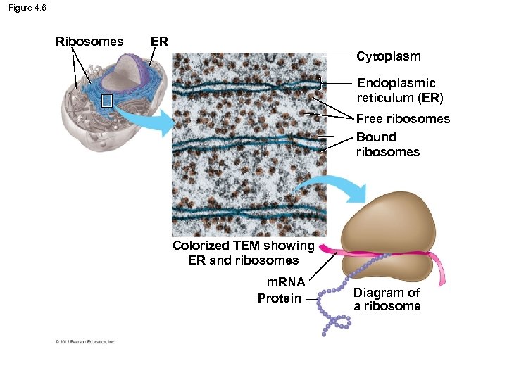 Figure 4. 6 Ribosomes ER Cytoplasm Endoplasmic reticulum (ER) Free ribosomes Bound ribosomes Colorized