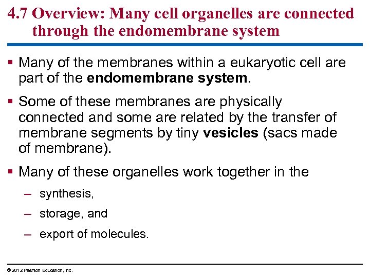 4. 7 Overview: Many cell organelles are connected through the endomembrane system § Many