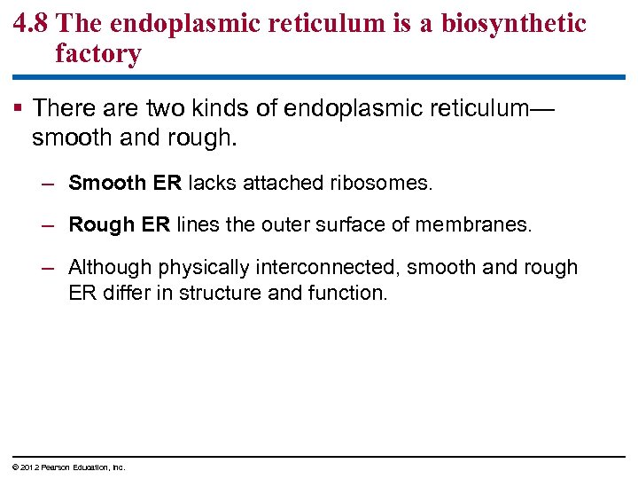 4. 8 The endoplasmic reticulum is a biosynthetic factory § There are two kinds