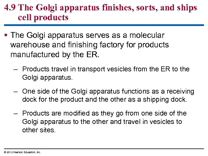 4. 9 The Golgi apparatus finishes, sorts, and ships cell products § The Golgi