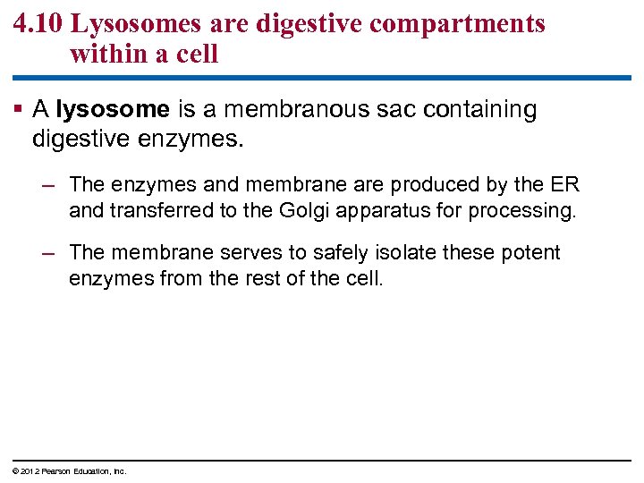 4. 10 Lysosomes are digestive compartments within a cell § A lysosome is a
