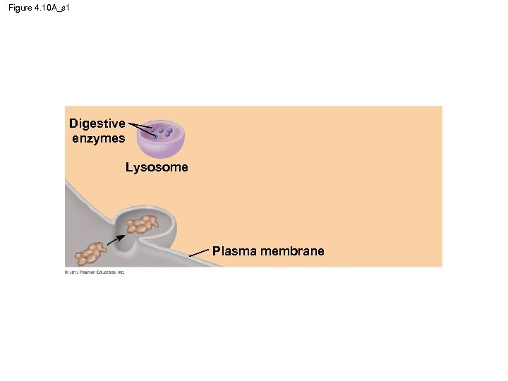 Figure 4. 10 A_s 1 Digestive enzymes Lysosome Plasma membrane 