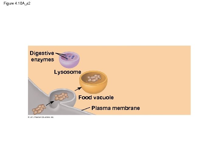 Figure 4. 10 A_s 2 Digestive enzymes Lysosome Food vacuole Plasma membrane 