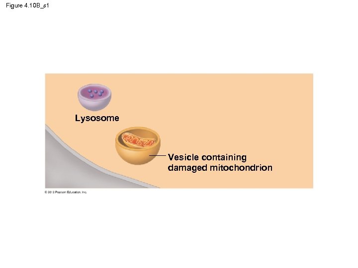 Figure 4. 10 B_s 1 Lysosome Vesicle containing damaged mitochondrion 