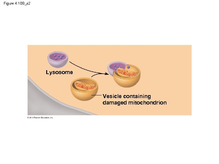 Figure 4. 10 B_s 2 Lysosome Vesicle containing damaged mitochondrion 