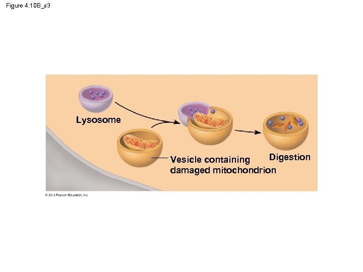 Figure 4. 10 B_s 3 Lysosome Digestion Vesicle containing damaged mitochondrion 