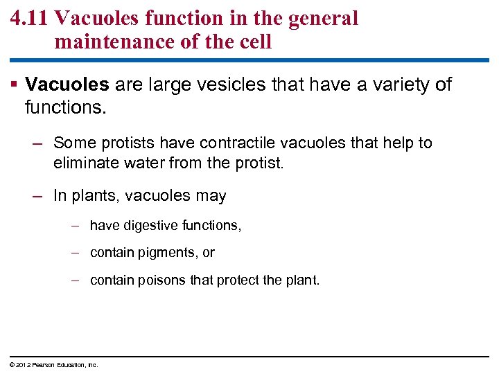 4. 11 Vacuoles function in the general maintenance of the cell § Vacuoles are