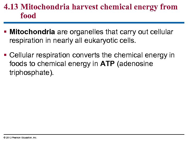 4. 13 Mitochondria harvest chemical energy from food § Mitochondria are organelles that carry