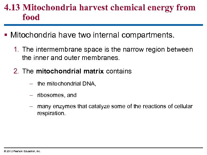 4. 13 Mitochondria harvest chemical energy from food § Mitochondria have two internal compartments.