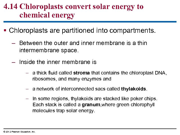 4. 14 Chloroplasts convert solar energy to chemical energy § Chloroplasts are partitioned into