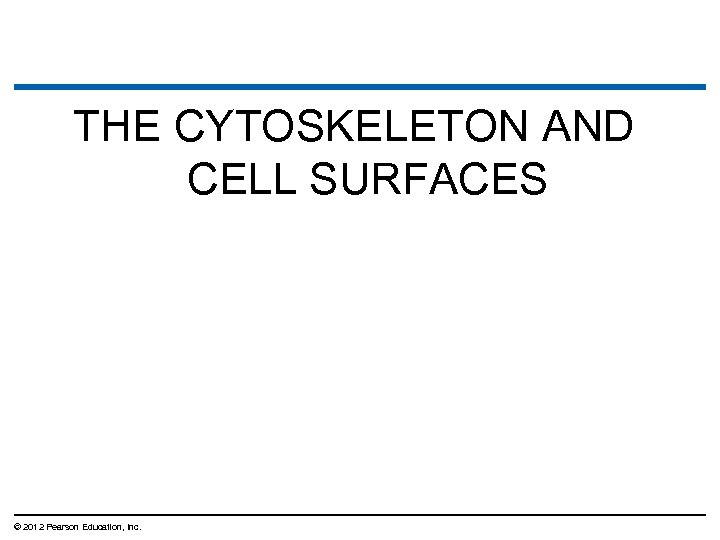 THE CYTOSKELETON AND CELL SURFACES © 2012 Pearson Education, Inc. 