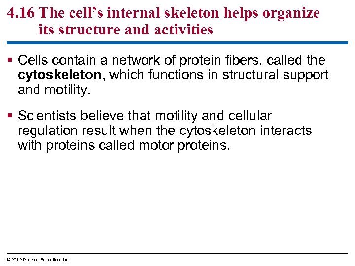 4. 16 The cell’s internal skeleton helps organize its structure and activities § Cells