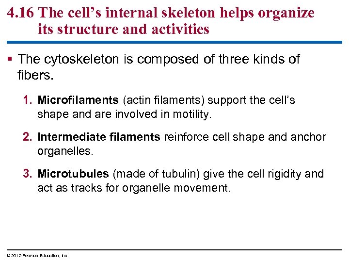 4. 16 The cell’s internal skeleton helps organize its structure and activities § The