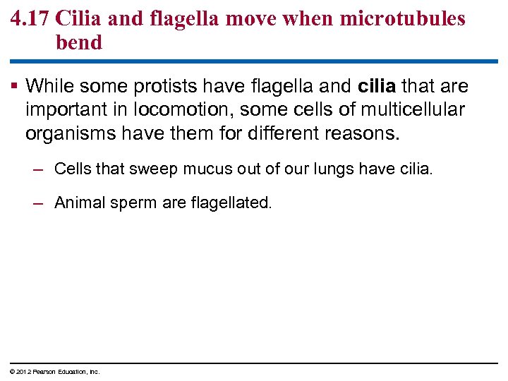 4. 17 Cilia and flagella move when microtubules bend § While some protists have