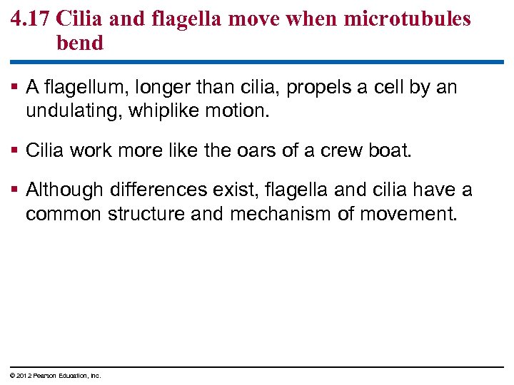4. 17 Cilia and flagella move when microtubules bend § A flagellum, longer than