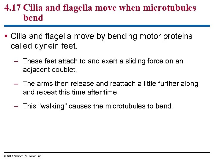4. 17 Cilia and flagella move when microtubules bend § Cilia and flagella move