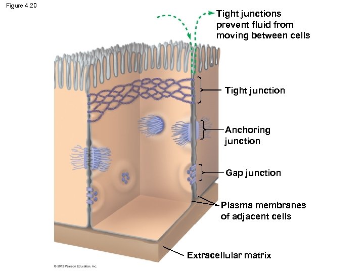 Figure 4. 20 Tight junctions prevent fluid from moving between cells Tight junction Anchoring