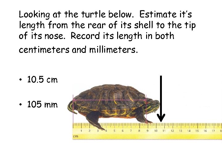 Looking at the turtle below. Estimate it’s length from the rear of its shell