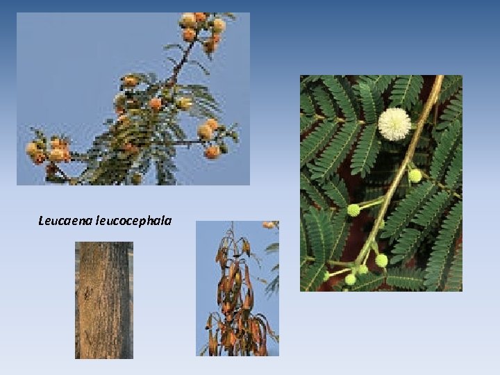Leucaena leucocephala 