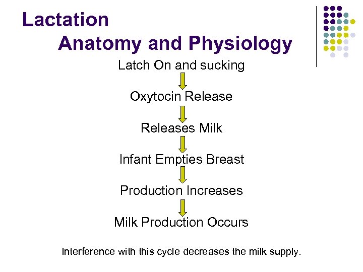 Lactation Anatomy and Physiology Latch On and sucking Oxytocin Releases Milk Infant Empties Breast