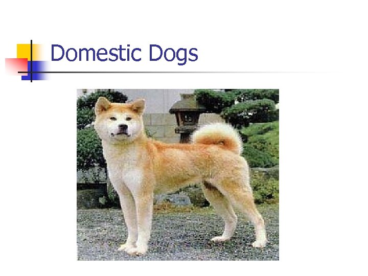 Domestic Dogs 