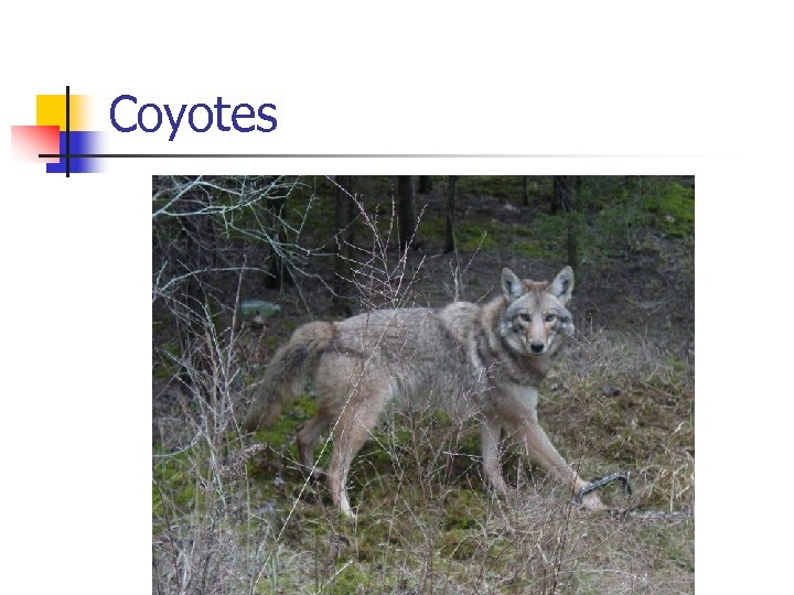 Coyotes 