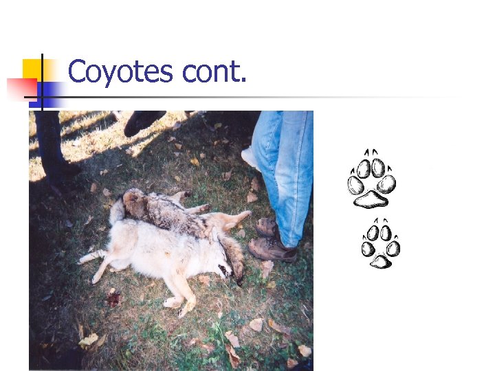 Coyotes cont. 
