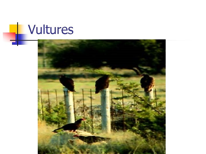 Vultures 