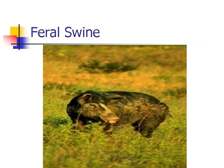 Feral Swine 