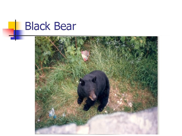 Black Bear 