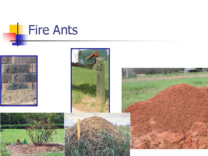 Fire Ants 