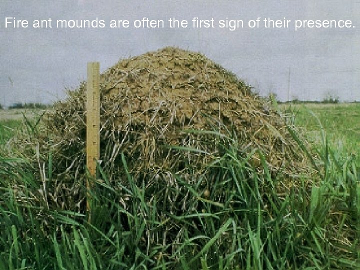 Fire ant mounds are often the first sign of their presence. 