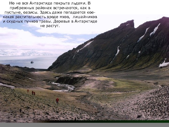 Но не вся Антарктида покрыта льдами. В прибрежных районах встречаются, как в пустыне, оазисы.