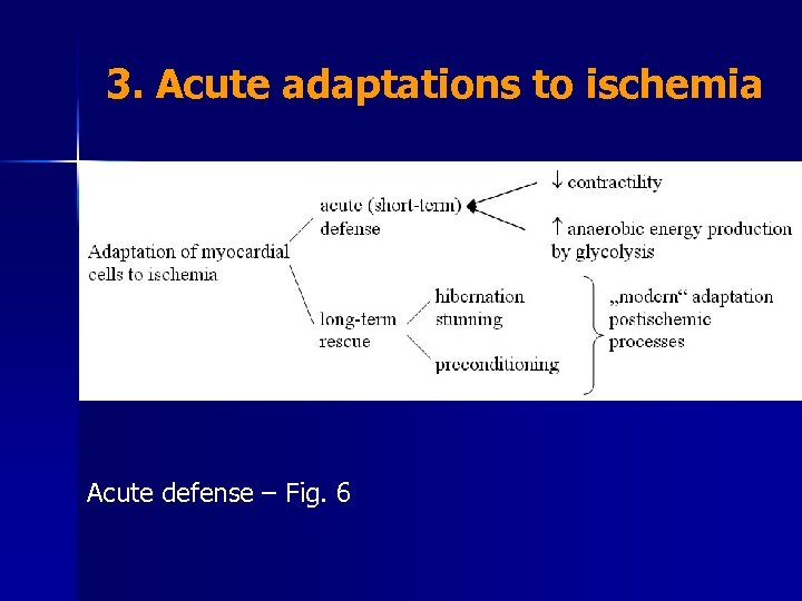 3. Acute adaptations to ischemia Acute defense – Fig. 6 