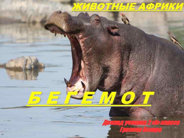 ЖИВОТНЫЕ АФРИКИ БЕГЕМОТ Доклад ученика 2 «А» класса Грозина Оскара 
