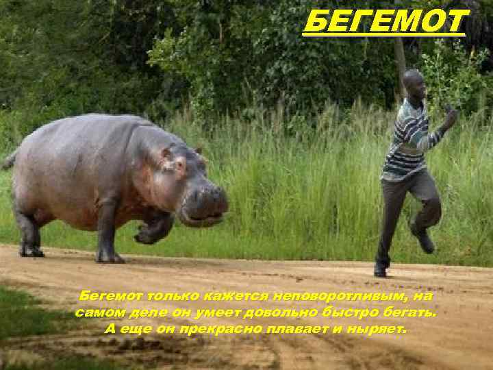 БЕГЕМОТ Бегемот только кажется неповоротливым, на самом деле он умеет довольно быстро бегать. А