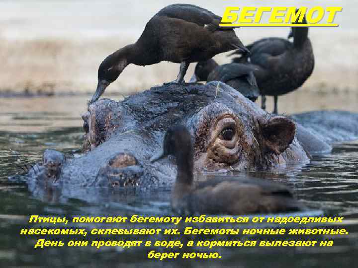 БЕГЕМОТ Птицы, помогают бегемоту избавиться от надоедливых насекомых, склевывают их. Бегемоты ночные животные. День