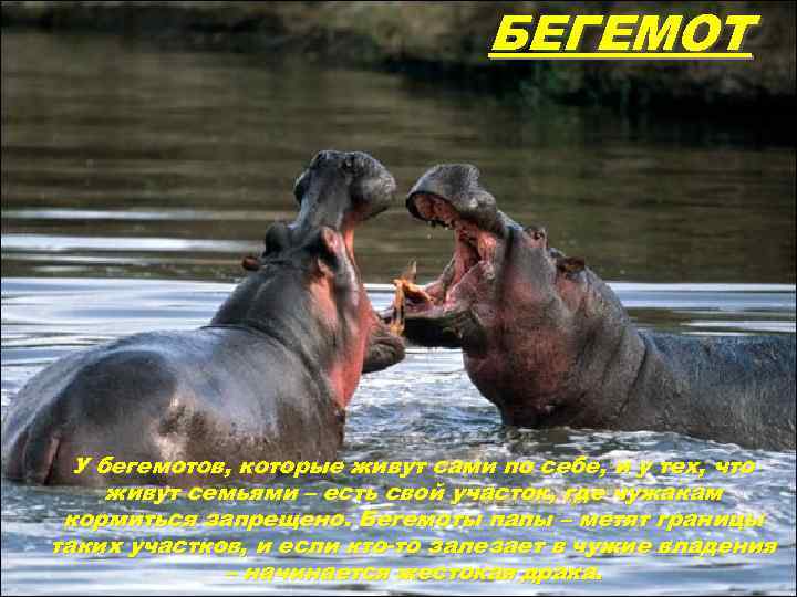 БЕГЕМОТ У бегемотов, которые живут сами по себе, и у тех, что живут семьями
