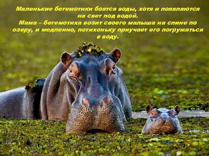 Маленькие бегемотики боятся воды, хотя и появляются на свет под водой. Мама – бегемотиха