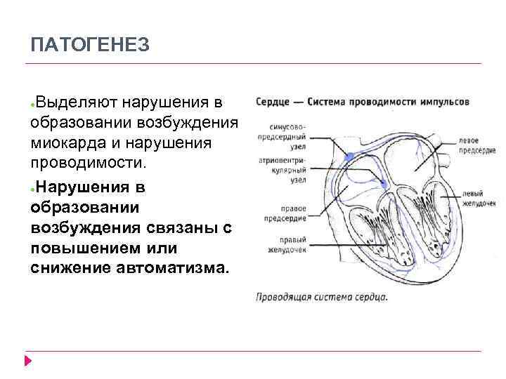 ПАТОГЕНЕЗ Выделяют нарушения в образовании возбуждения миокарда и нарушения проводимости. ●Нарушения в образовании возбуждения