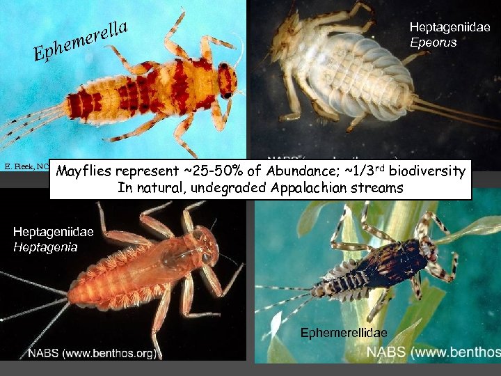 rella me Heptageniidae Epeorus phe E Mayflies represent ~25 -50% of Abundance; ~1/3 rd