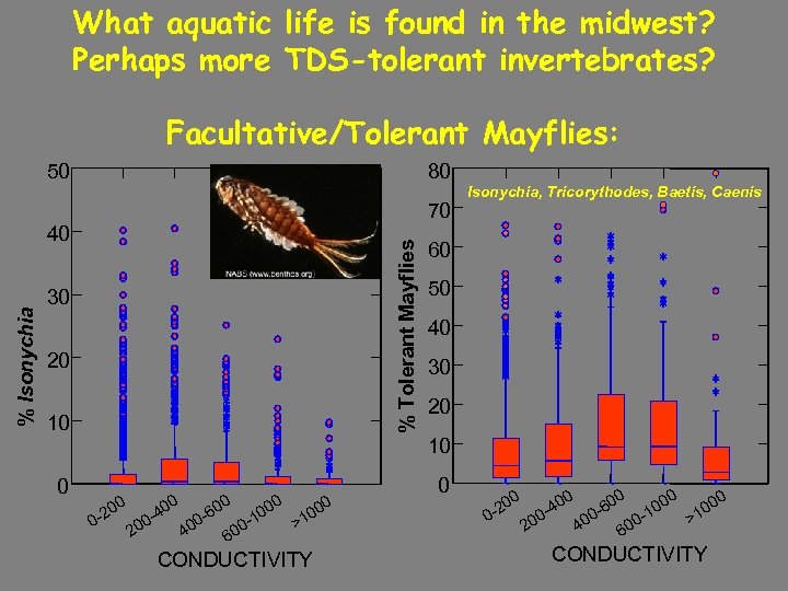 What aquatic life is found in the midwest? Perhaps more TDS-tolerant invertebrates? Facultative/Tolerant Mayflies: