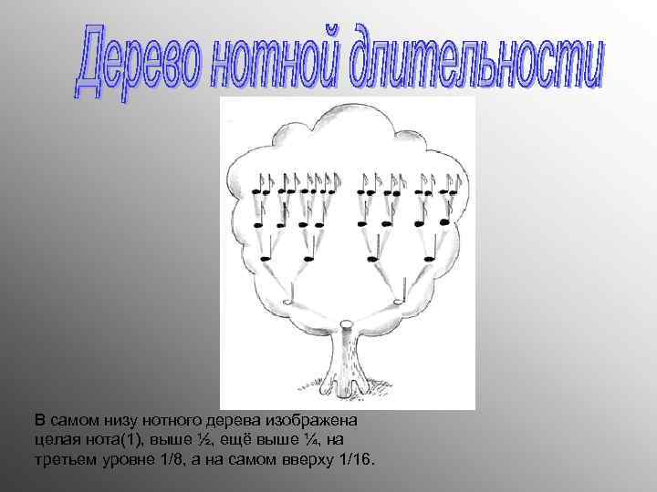 В самом низу нотного дерева изображена целая нота(1), выше ½, ещё выше ¼, на