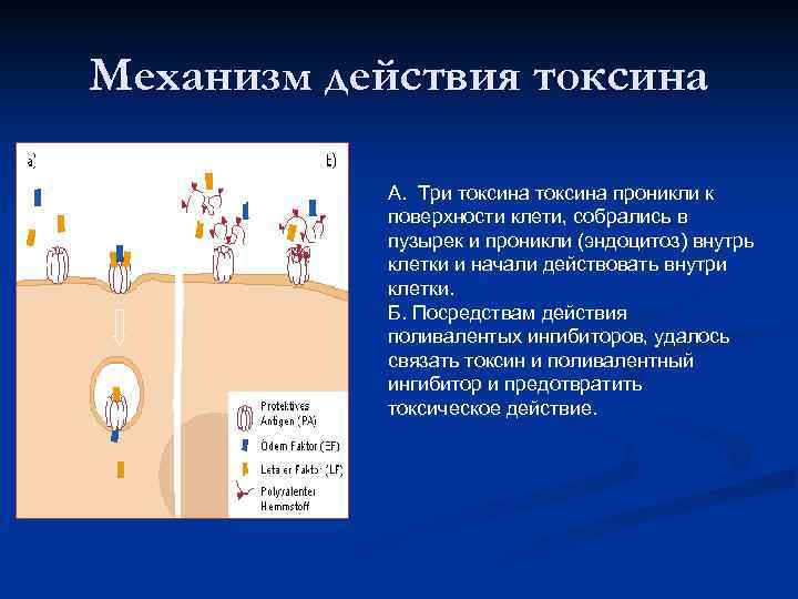Механизм действия токсина А. Три токсина проникли к поверхности клети, собрались в пузырек и