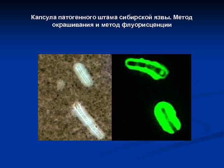 Капсула патогенного штама сибирской язвы. Метод окрашивания и метод флуорисценции 